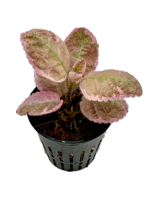 Episcia "Pink Smoke"