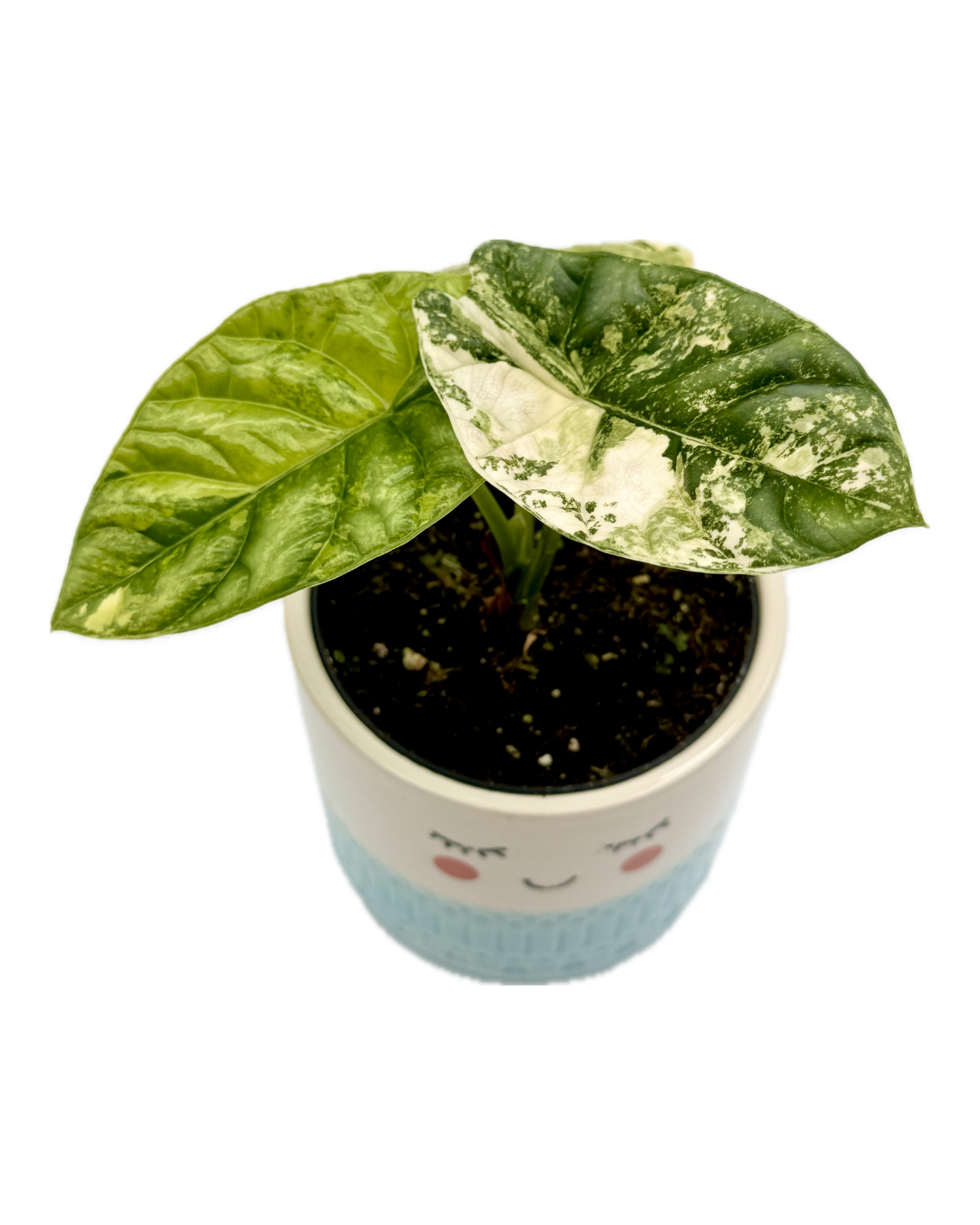 Alocasia Sinuata Variegated with quilted dark green leaves and cream variegation