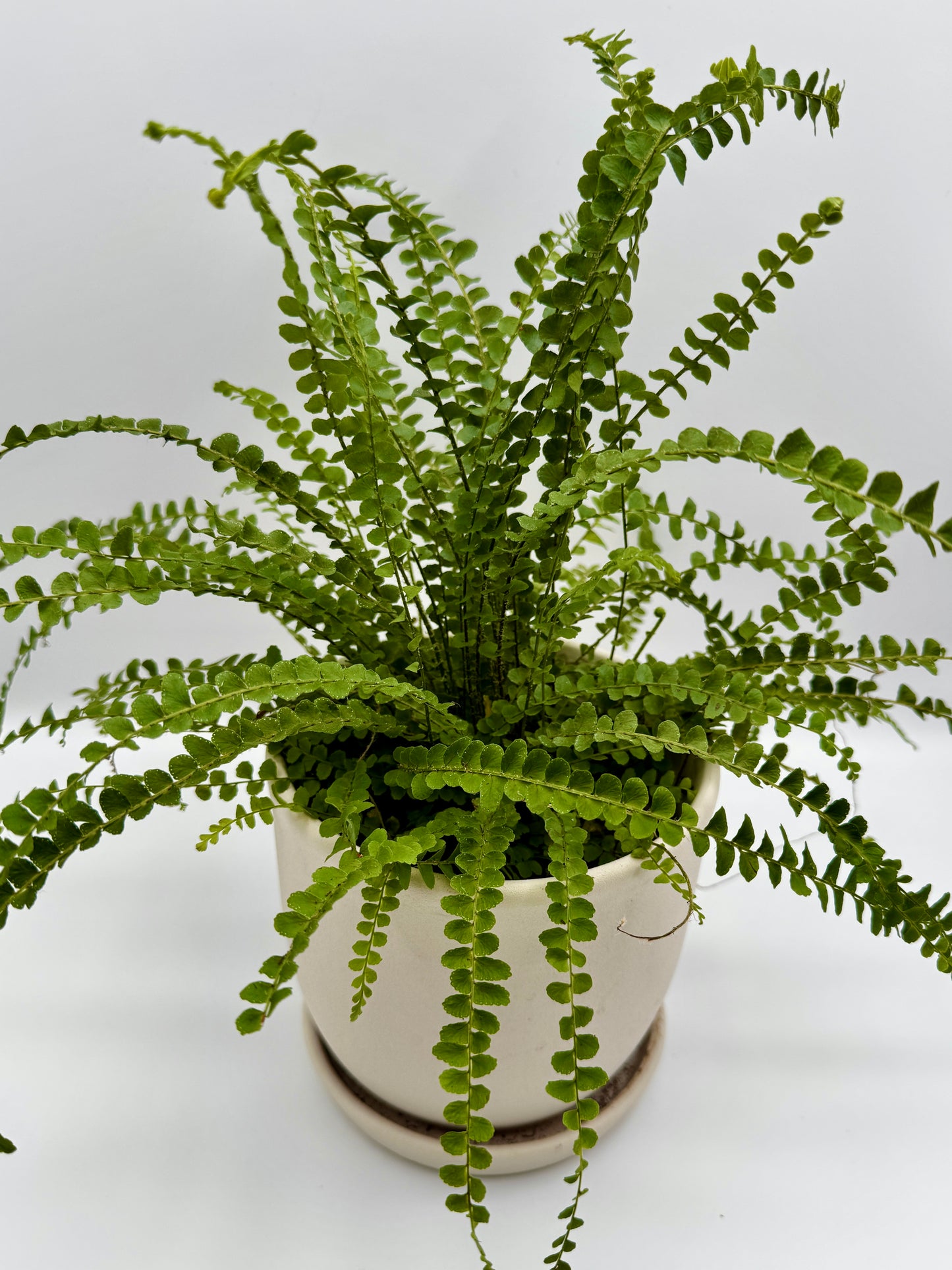 Lemon Button Fern