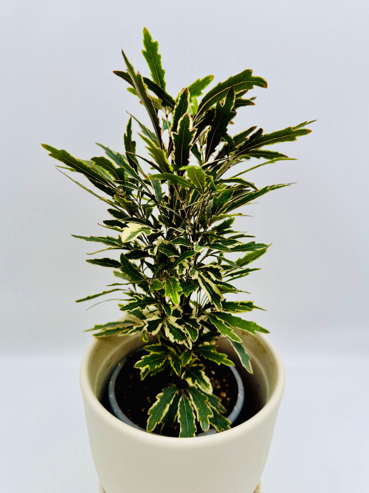 False Aralia Variegated