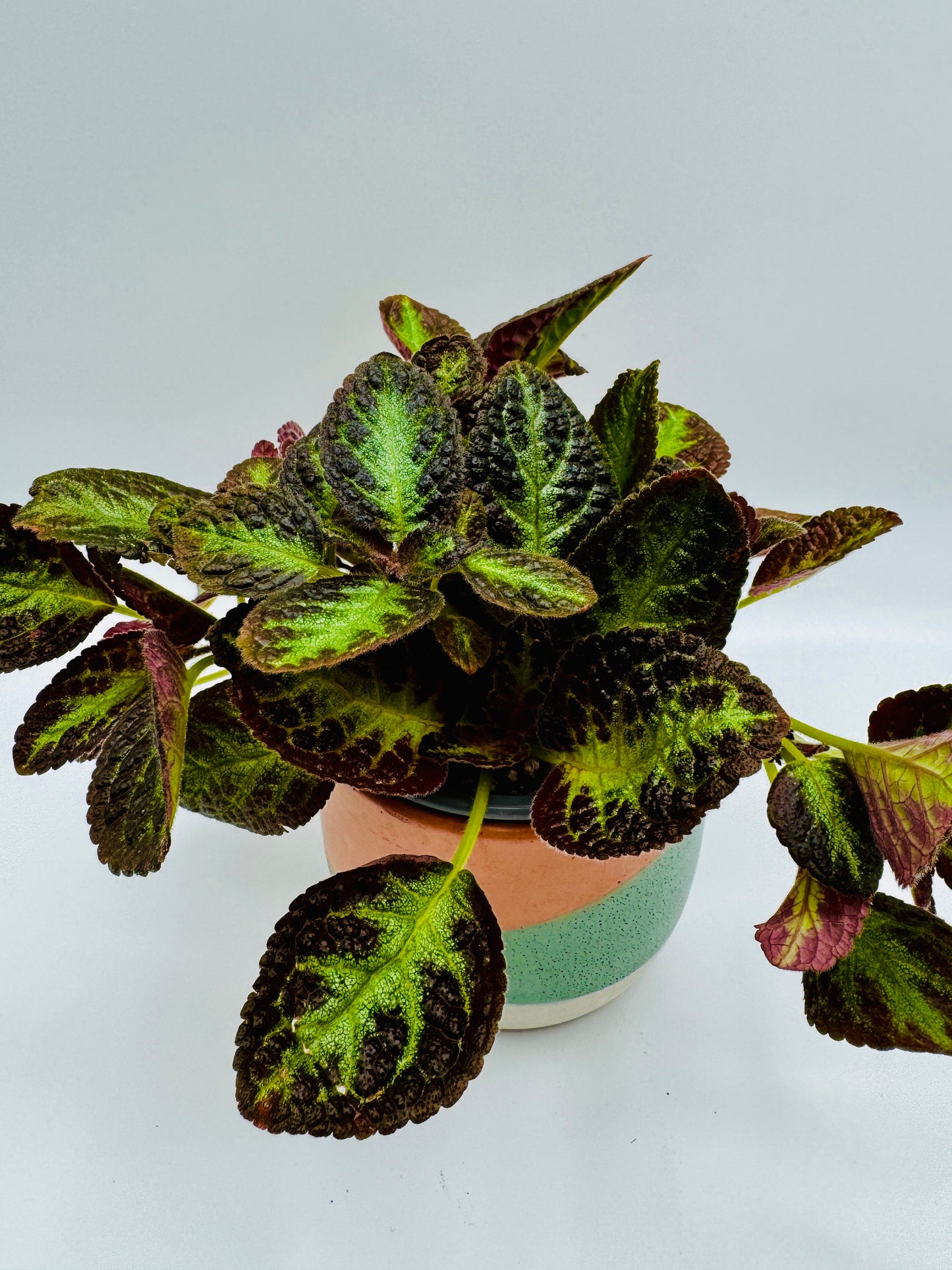 Copper Episcia — Flame Violet