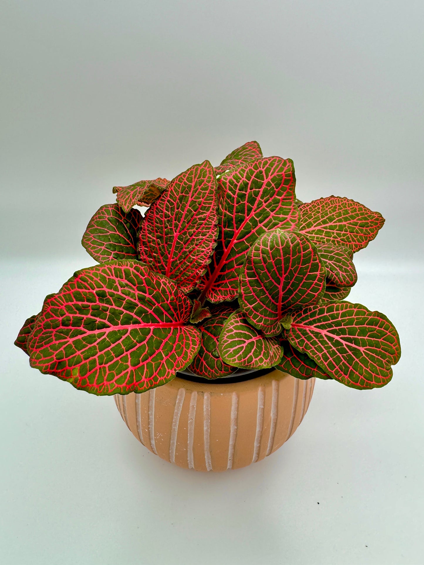 Fittonia verschaffeltii 'Janita Red'