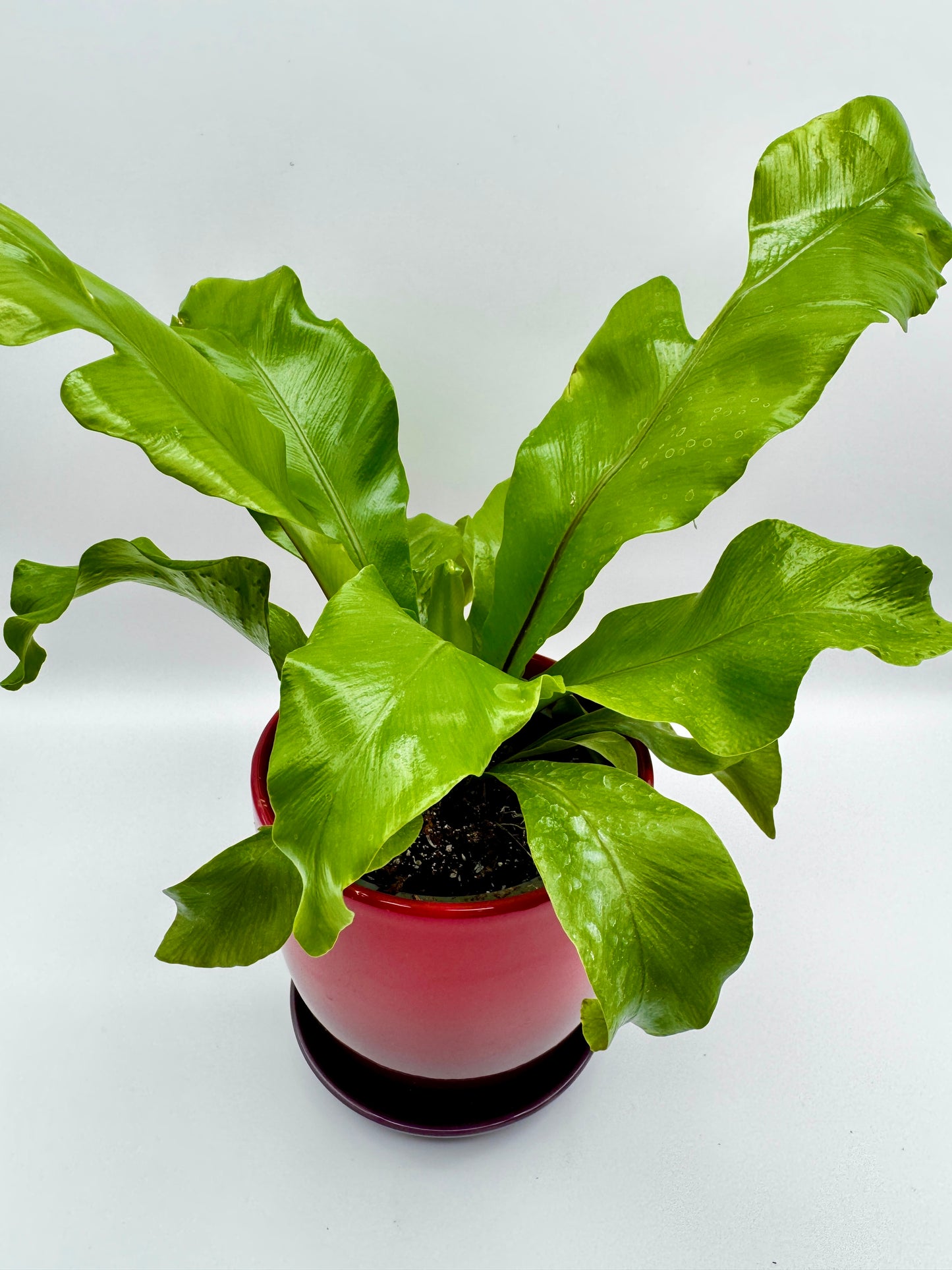 Bird's Nest Fern