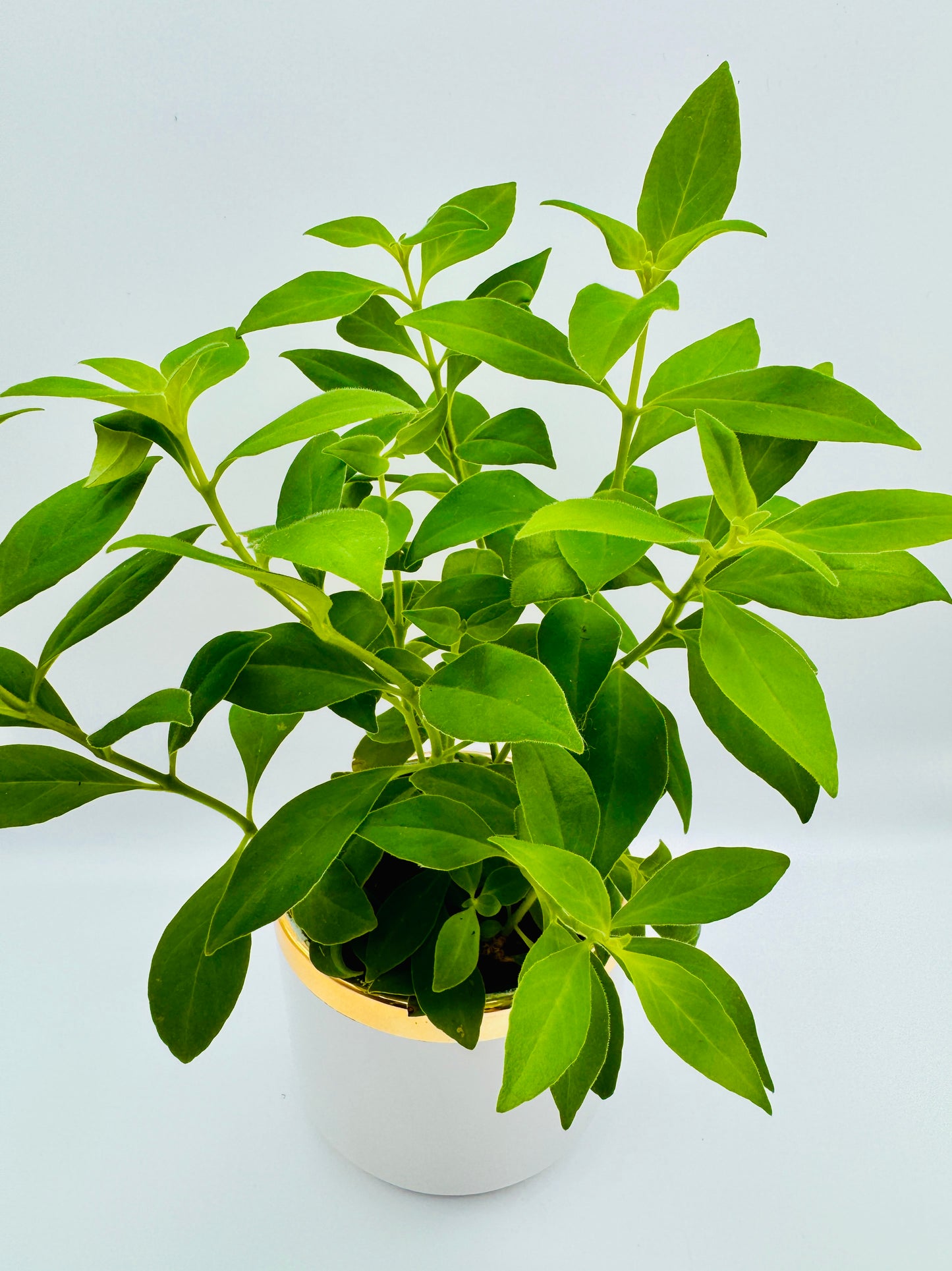 Lipstick Plant 'Antares'