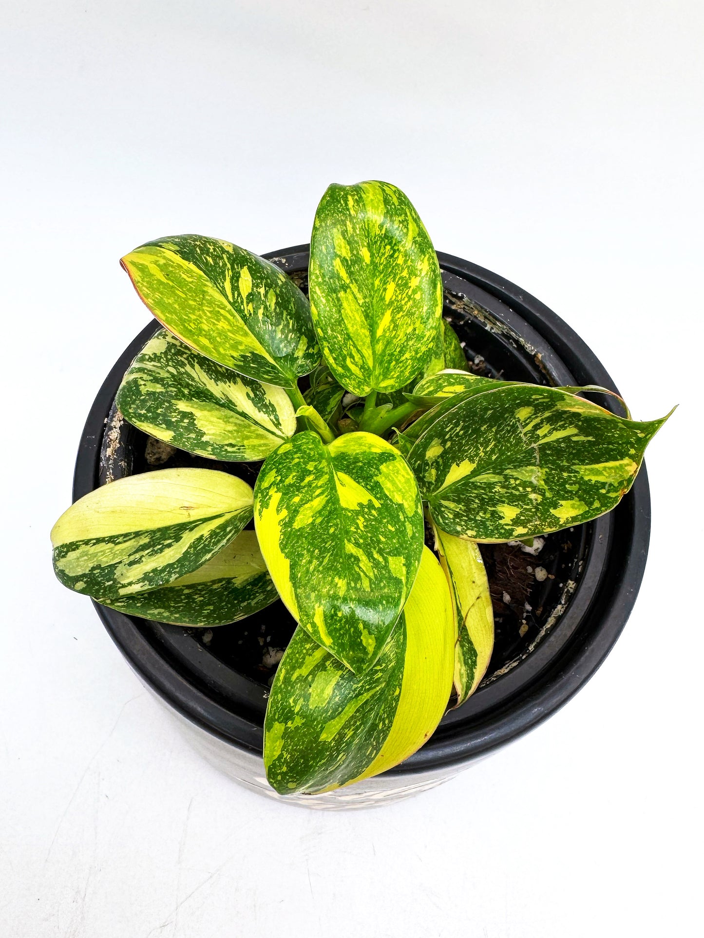 Philodendron Green Congo Nuclear Variegated