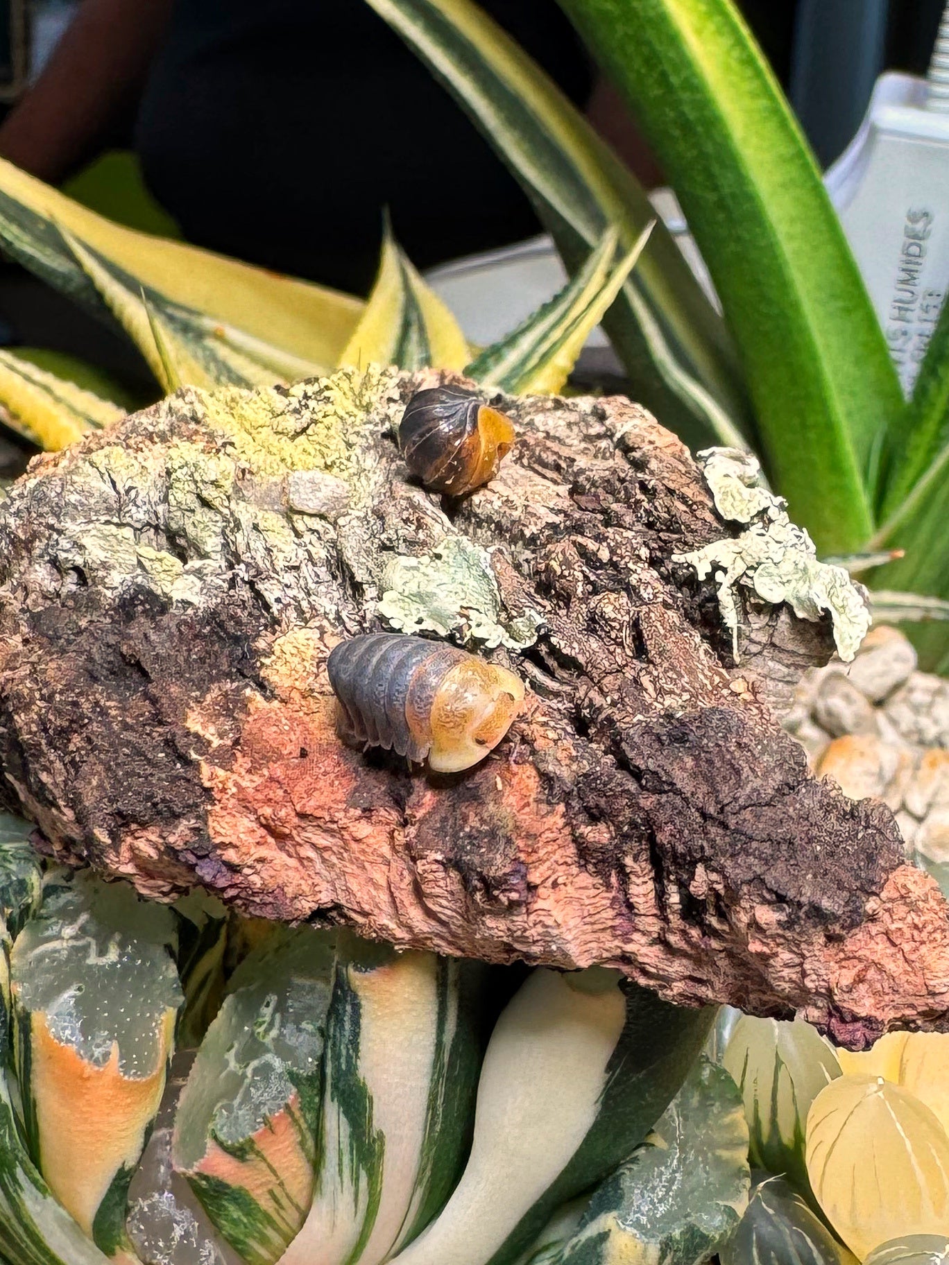 Cubaris sp. Rubber Ducky