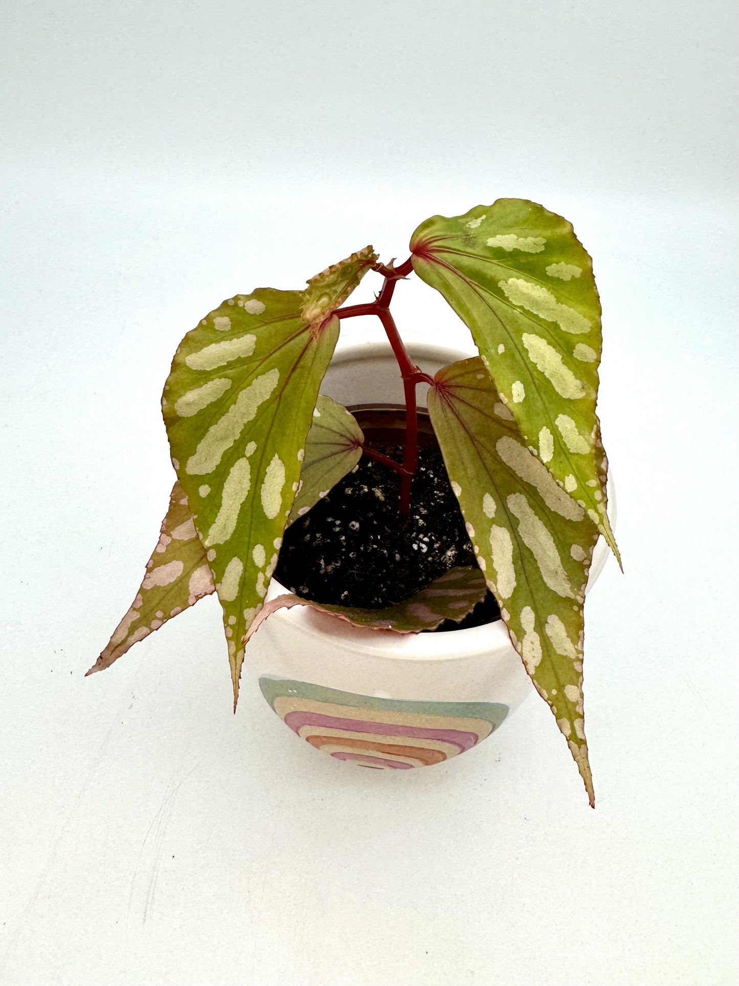 Begonia sp. "Julau"