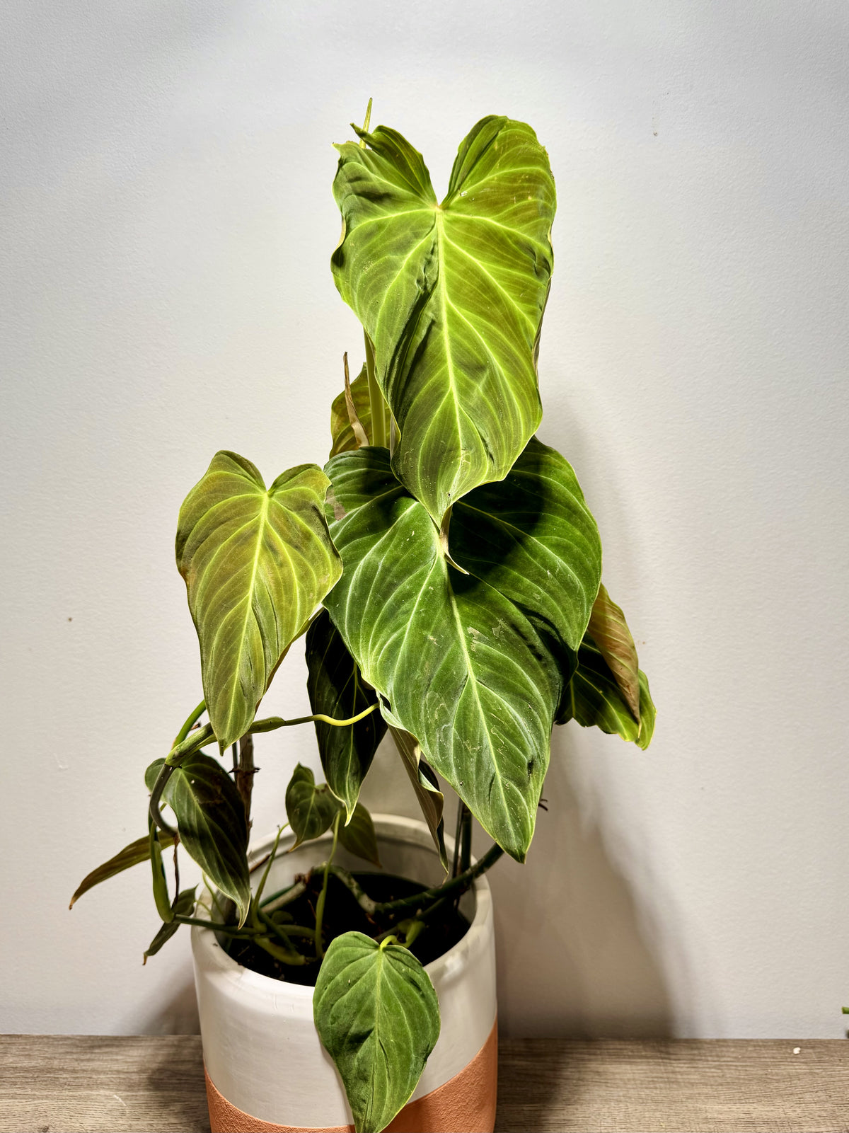 Philodendron Splendid