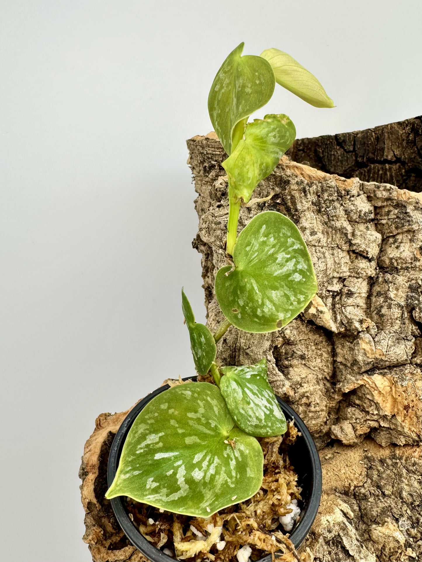 Philodendron sp. "Mottled Fitzcarraldo"