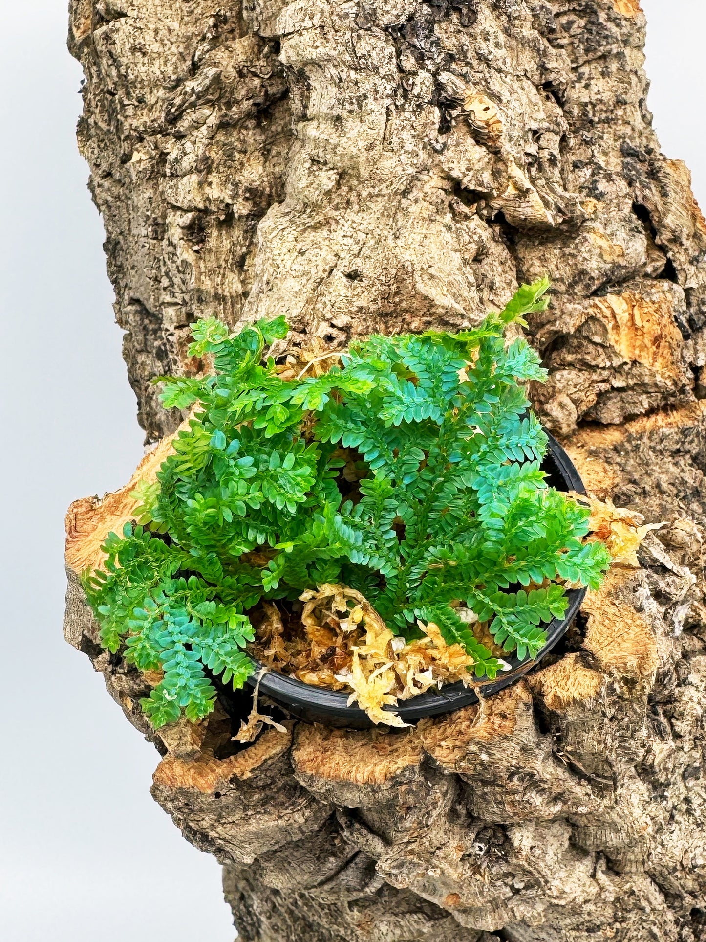 Selaginella Uncinata