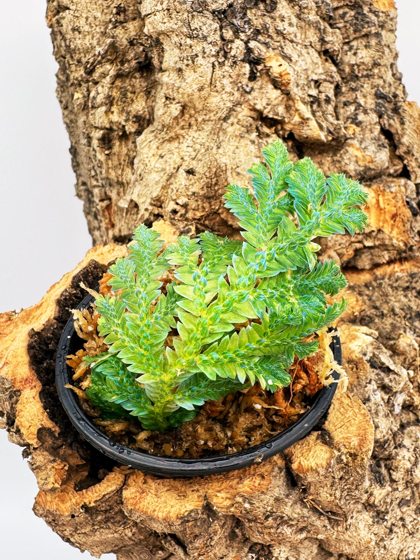 Selaginella sp. “Tocache Blue”
