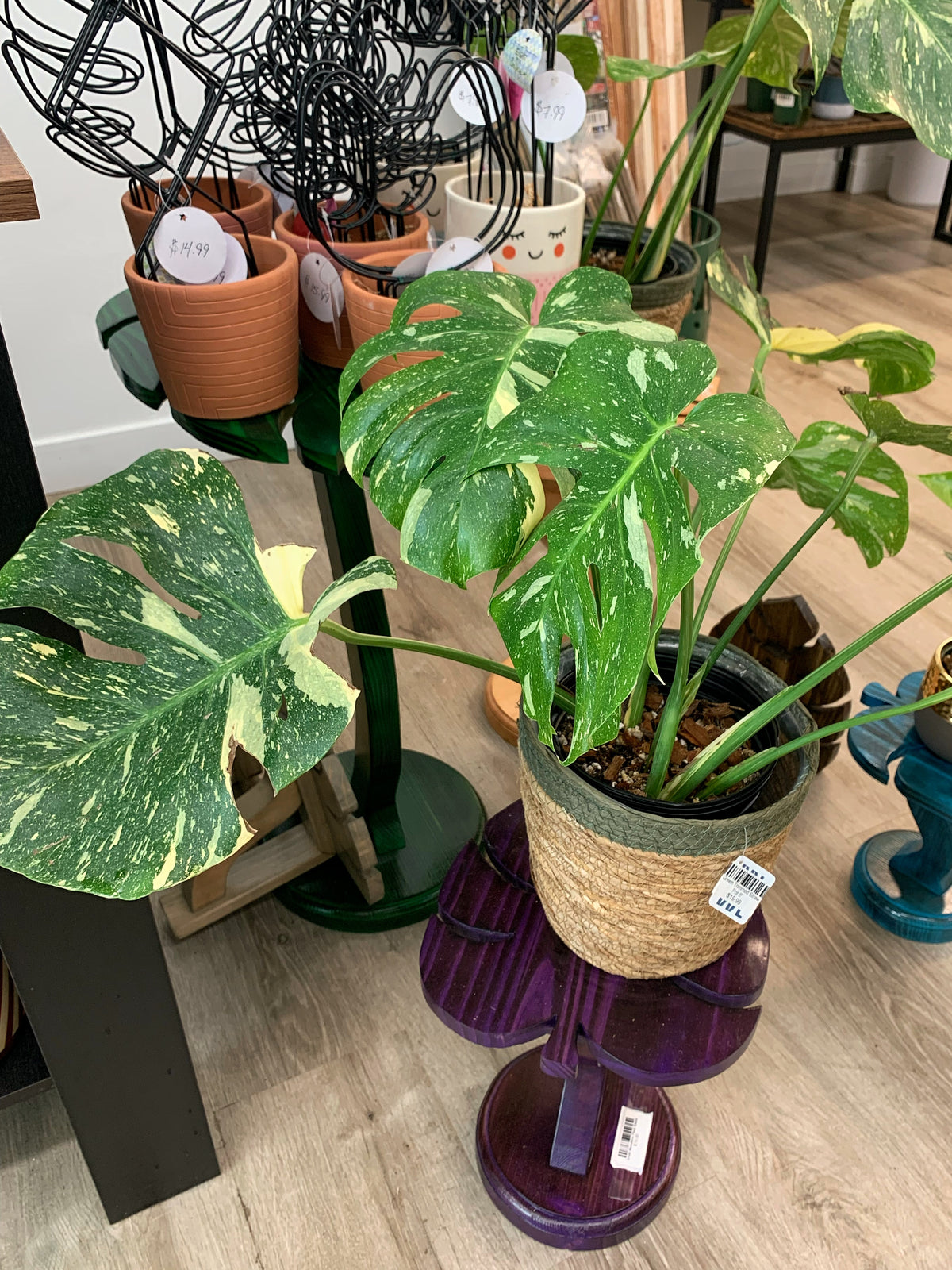 Monstera Thai Constellation