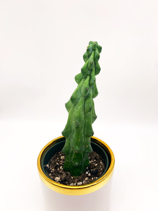 Myrtillocactus Geometrizans "Boobie Cactus"