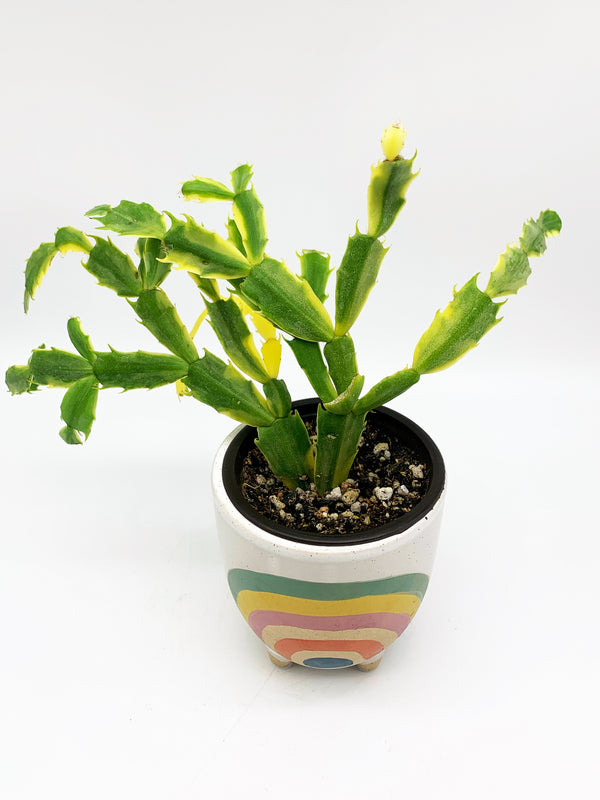 Variegated Holiday Cactus
