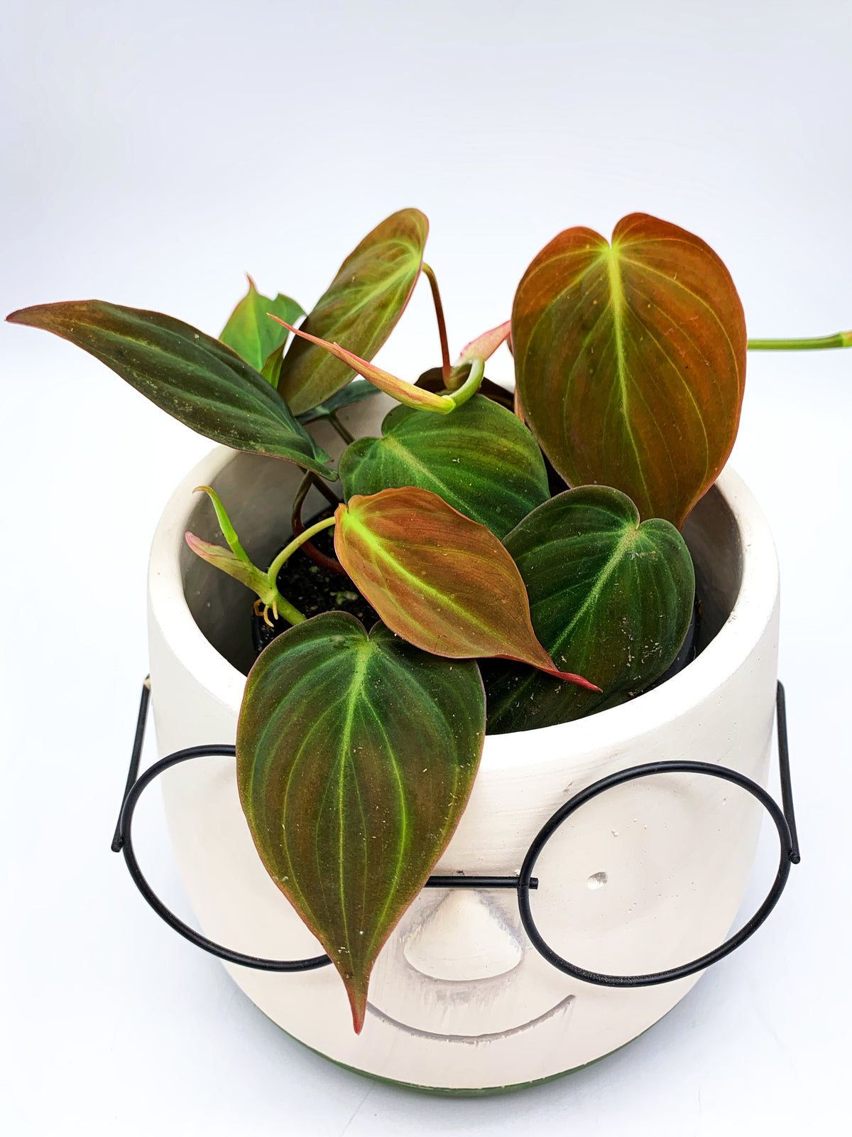 Philodendron Micans with velvety bronze-green heart-shaped leaves trailing from a nursery pot
