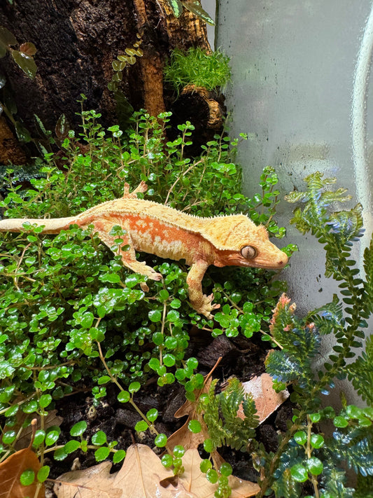 6 Plants That Will Transform Your Bioactive Gecko Vivarium
