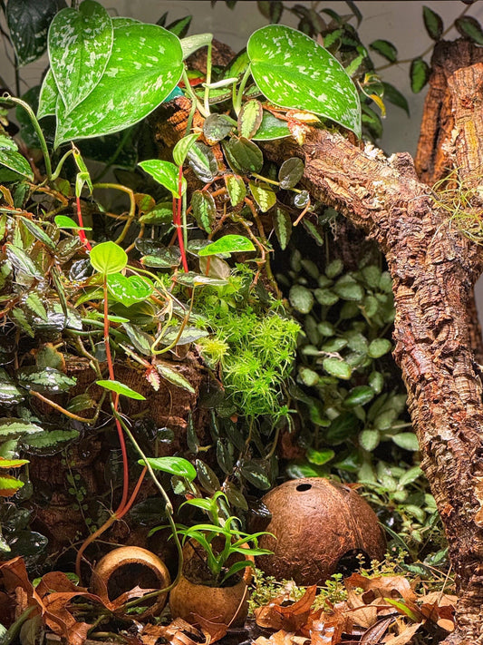 What is Bioactive? A Beginner's Guide to Bioactive Vivariums, Terrariums, and Houseplants