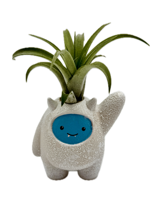 Tillandsia capitata "Peach"