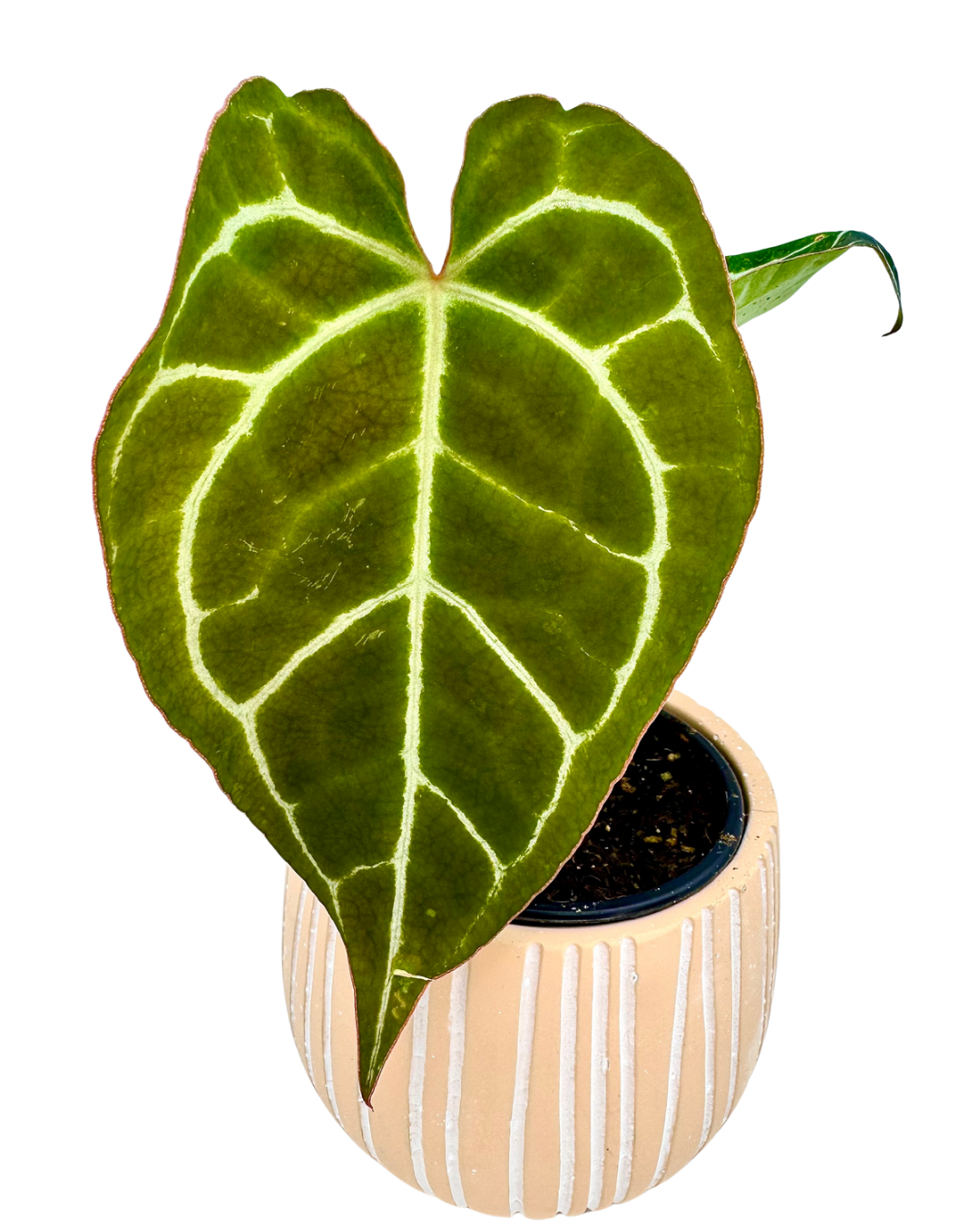 Anthurium Crystallinum with velvety dark green heart-shaped leaves and silver-white veins
