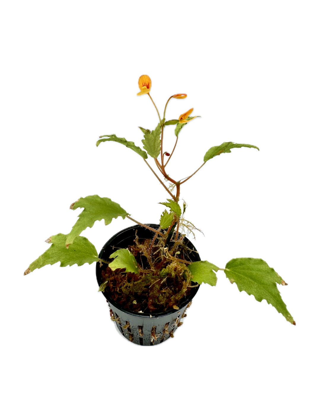 Begonia prismatocarpa with tiny yellow flowers and jagged green leaves