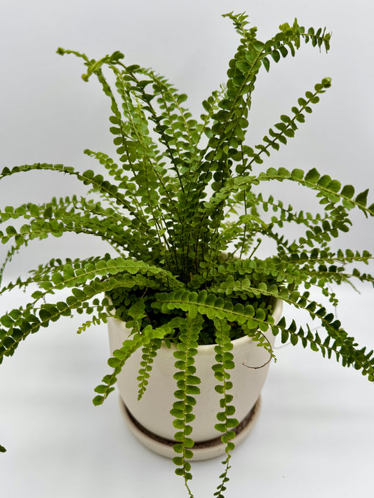 Lemon Button Fern