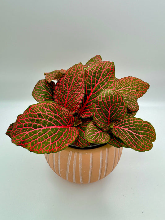 Fittonia verschaffeltii 'Janita Red'