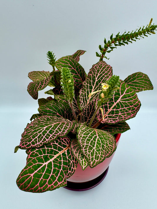 Fittonia verschaffeltii 'Pink'
