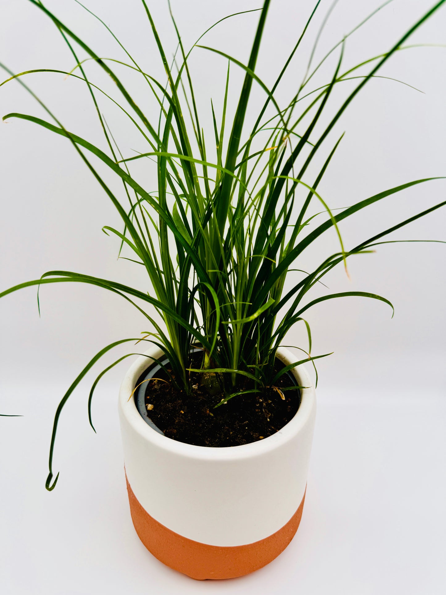 Ponytail Palm