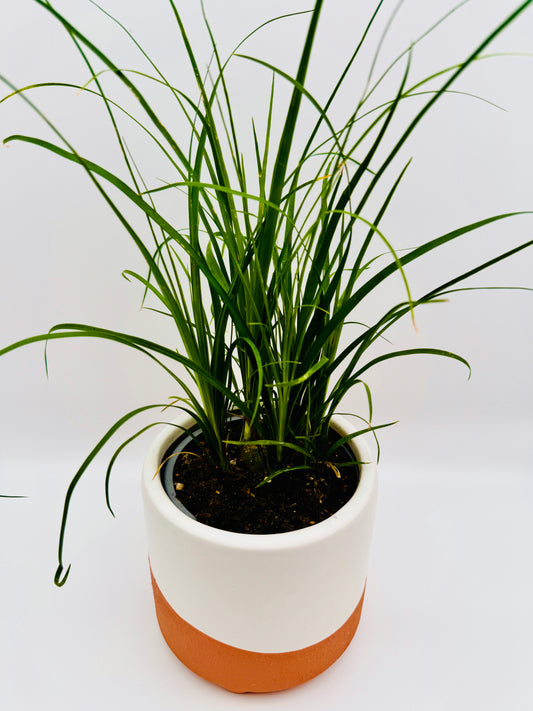 Ponytail Palm