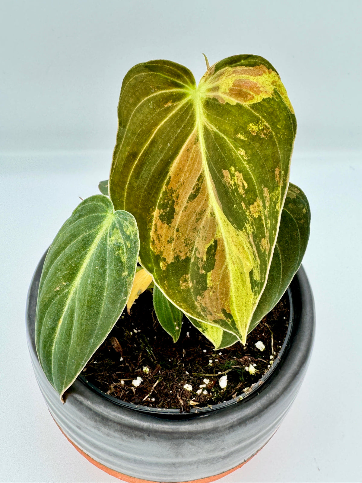 Philodendron Melanochrysum Variegated