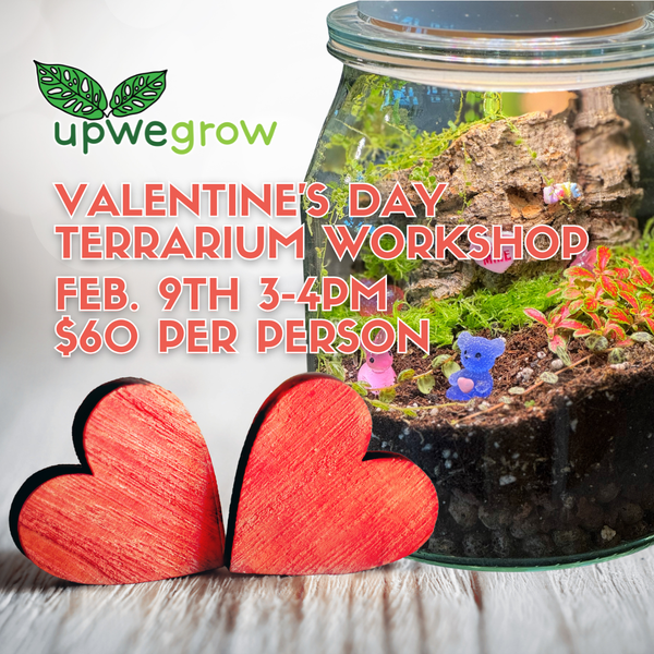 Valentine's Day Terrarium Workshop - February 9th