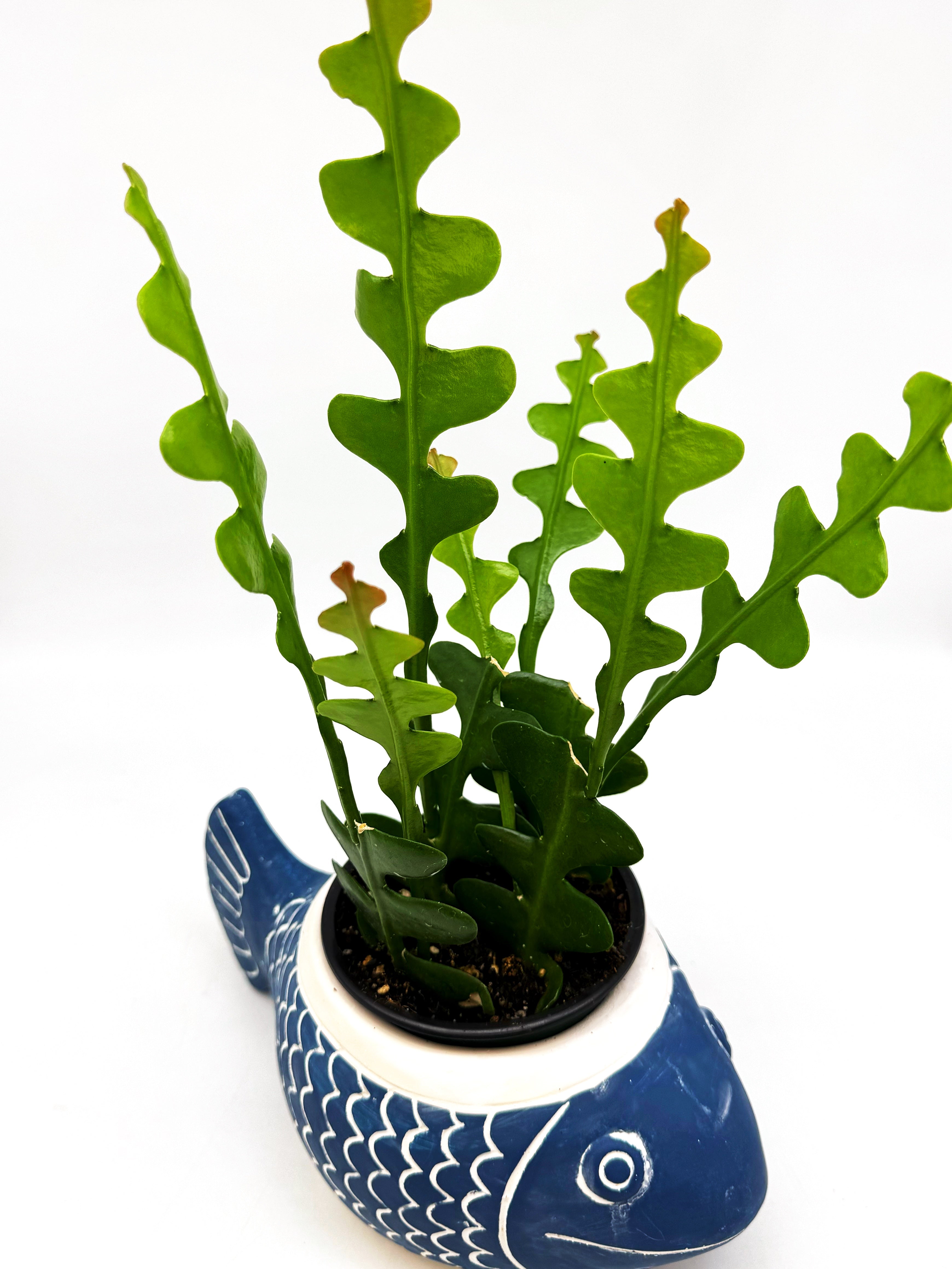 Rik Rak Fishbone Cactus – upwegrow