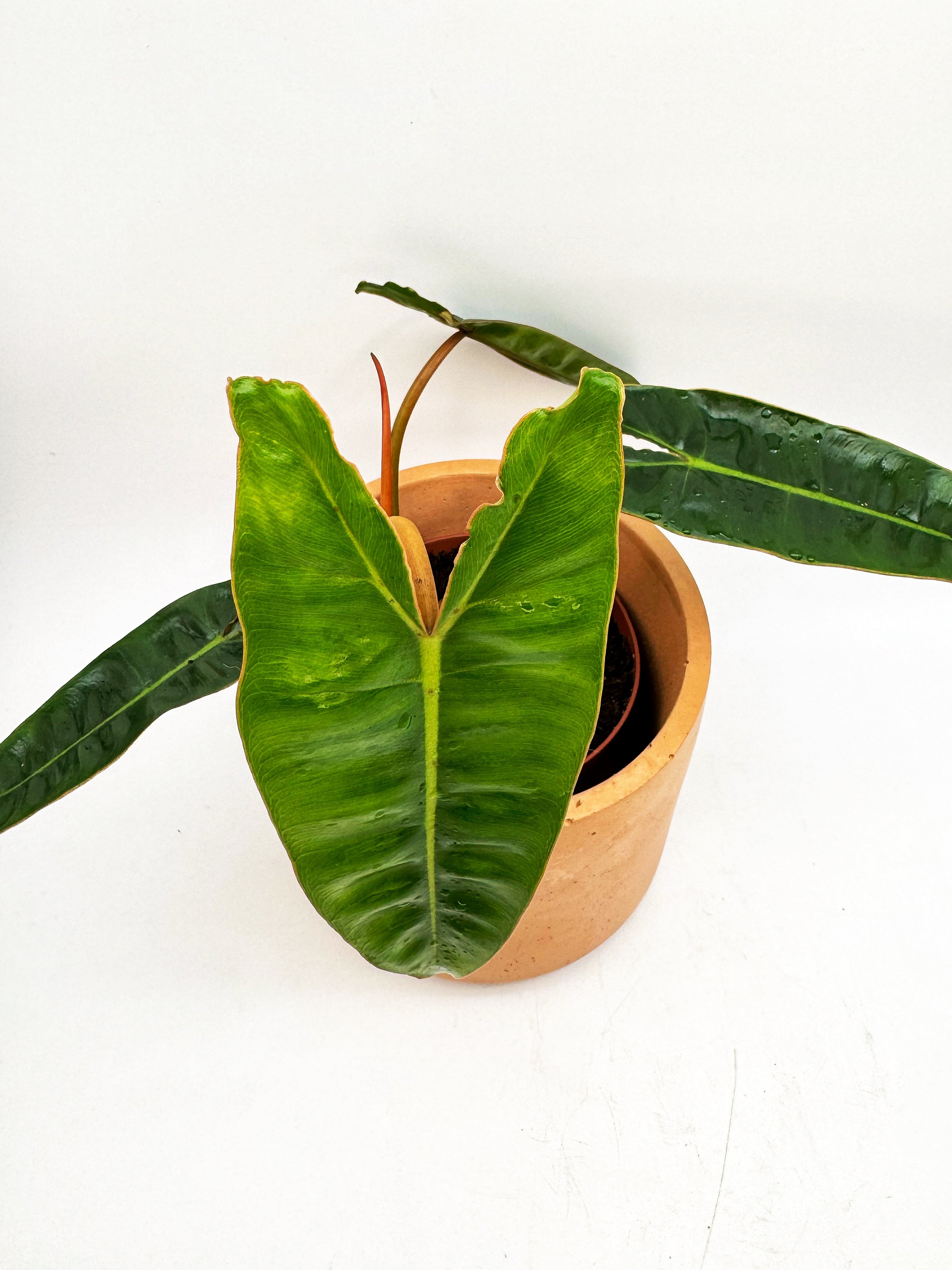 Philodendron Billietiae