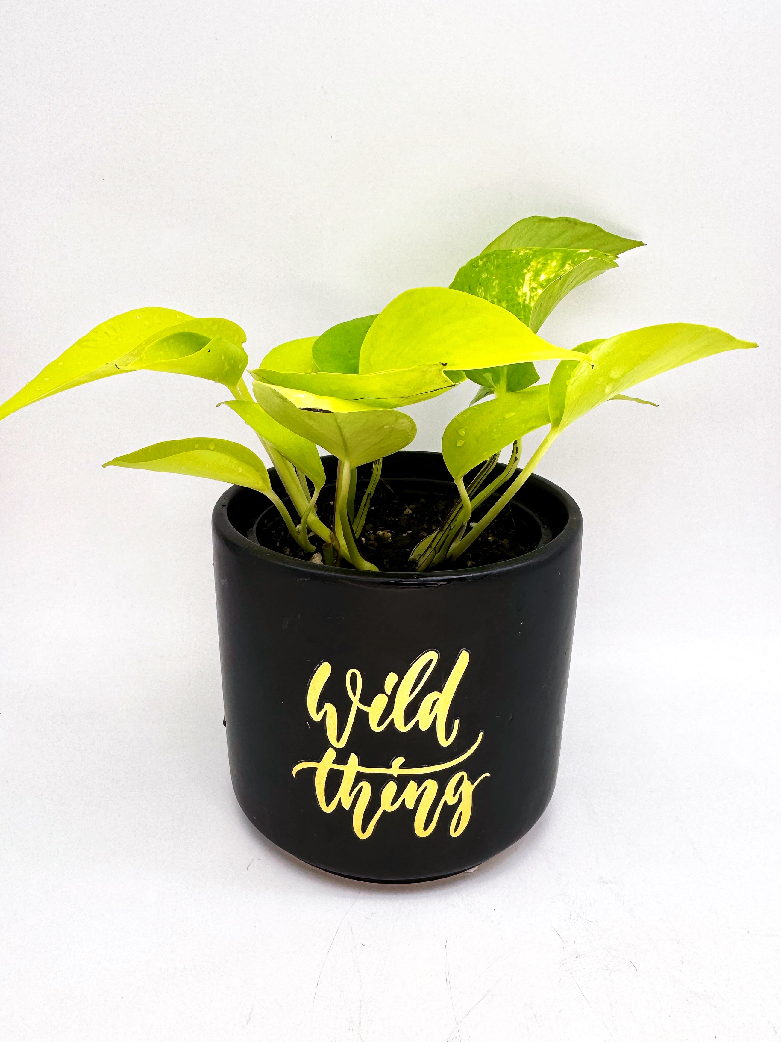 Neon Pothos