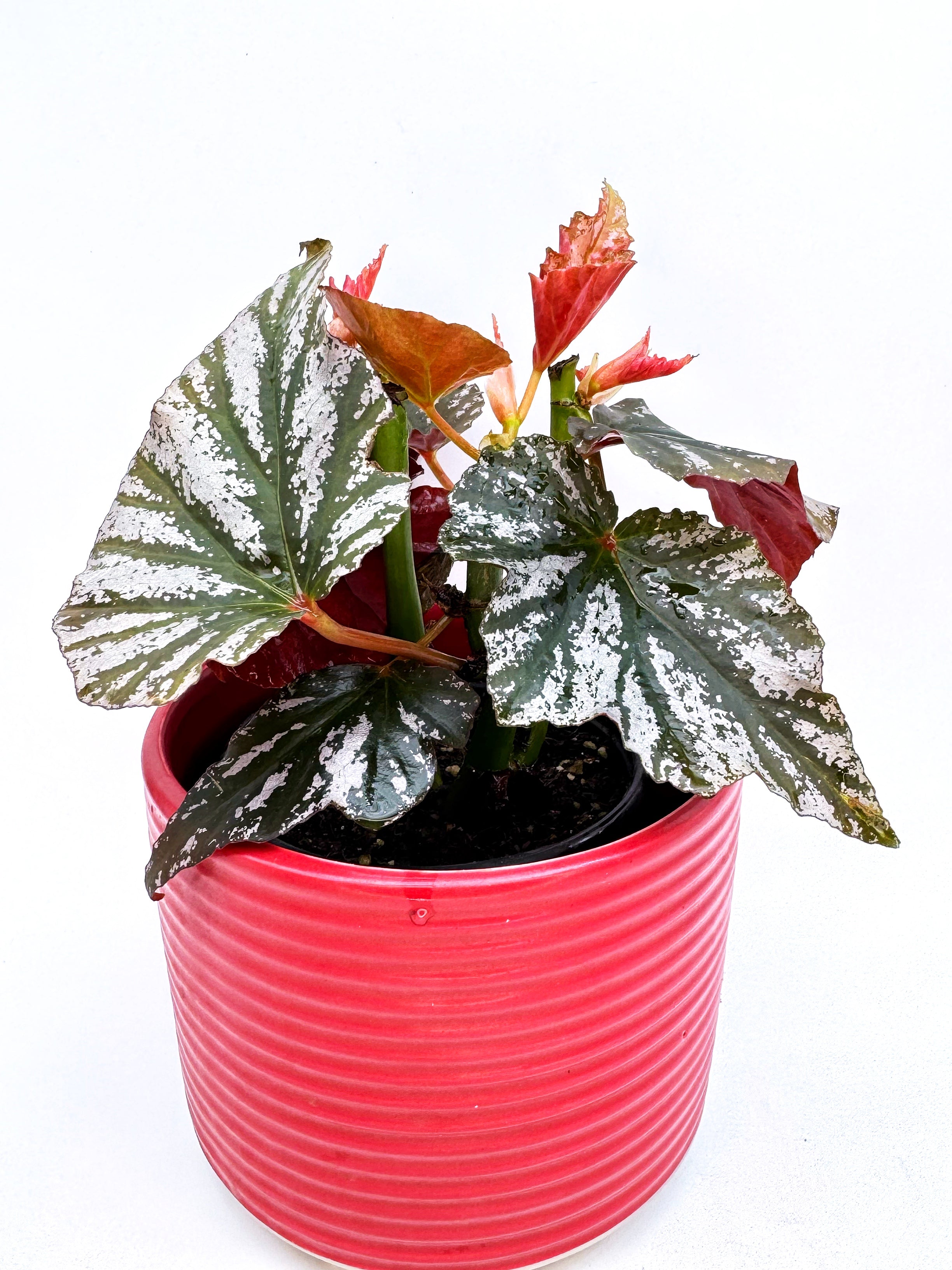 Begonia Rex