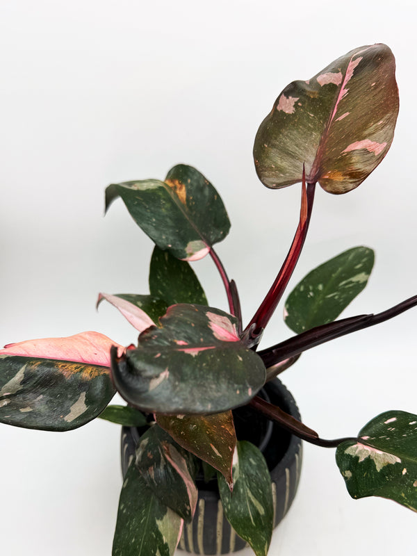 Philodendron Pink Princess Marble