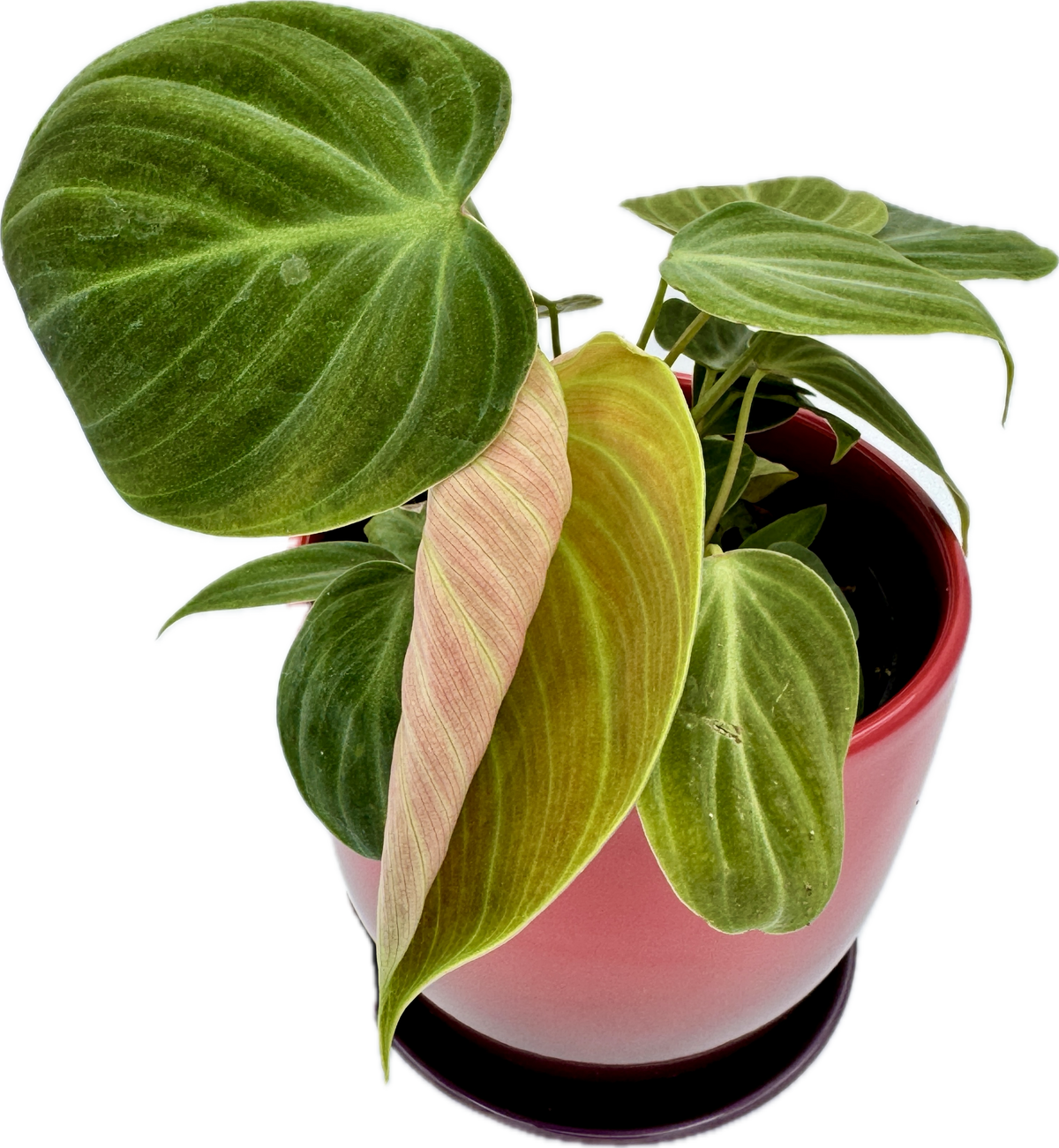Philodendron El Choco Red