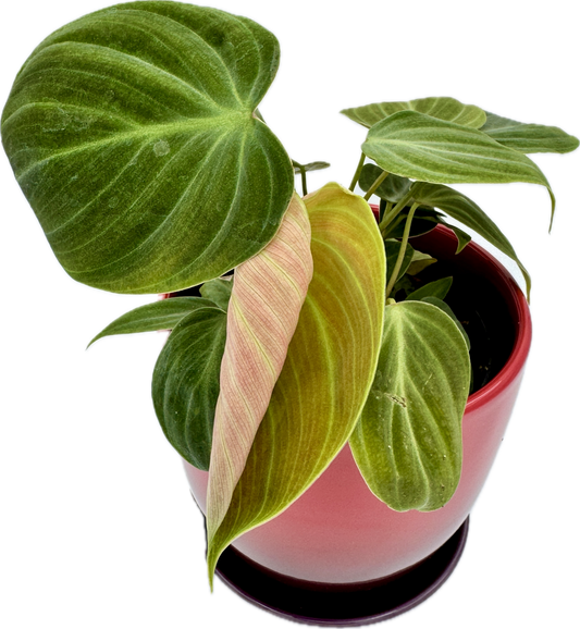 Philodendron El Choco Red