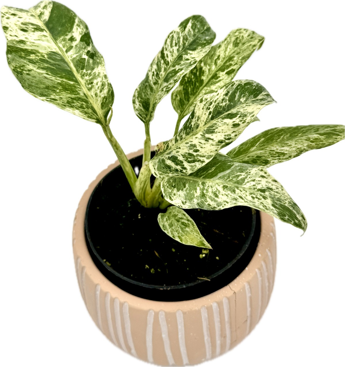 Variegated Epipremnum Giganteum