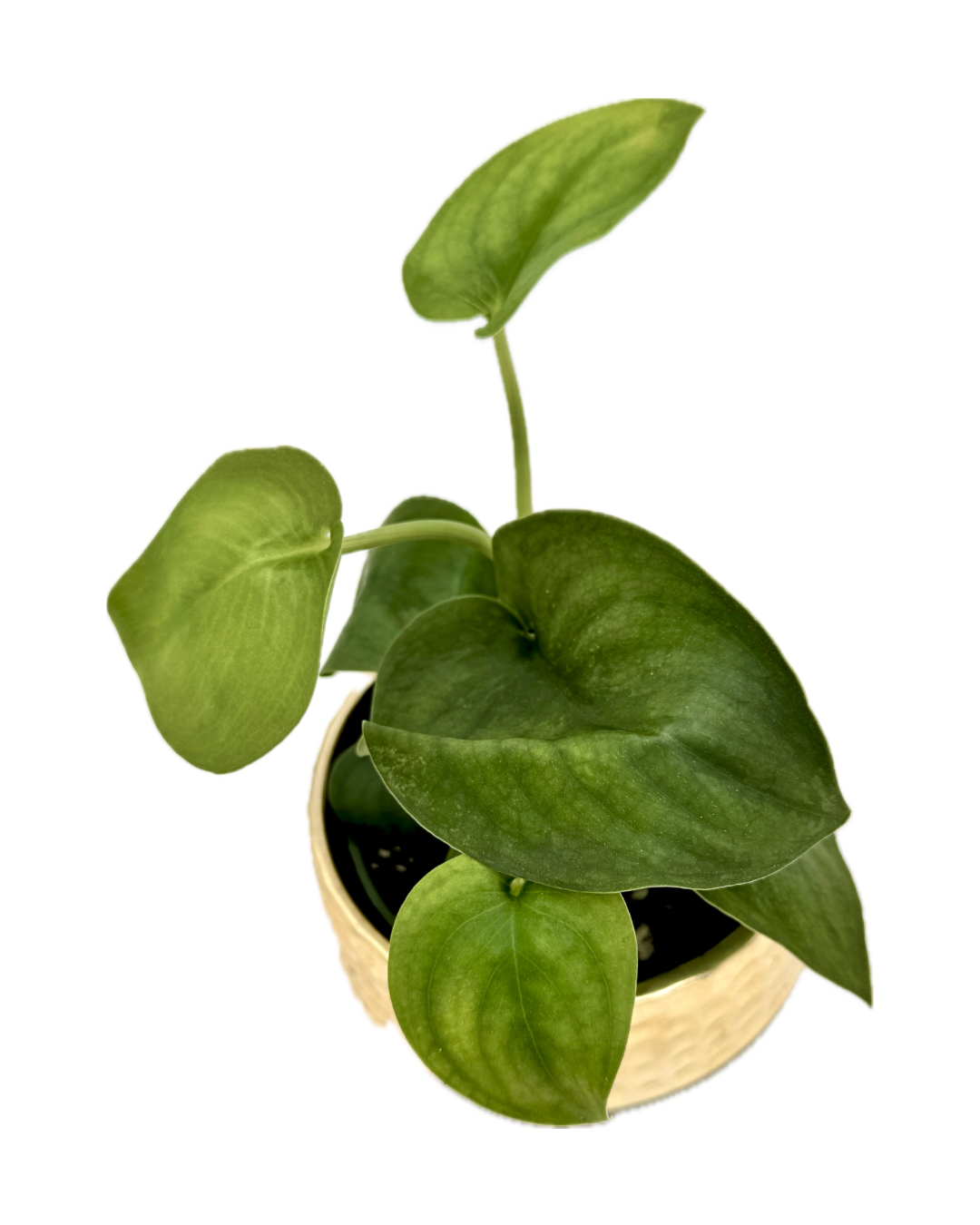 Scindapsus Jade Satin