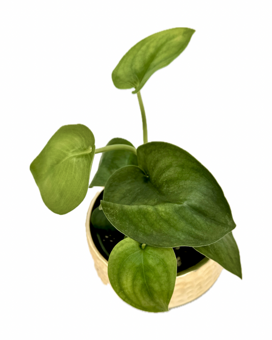 Scindapsus Jade Satin