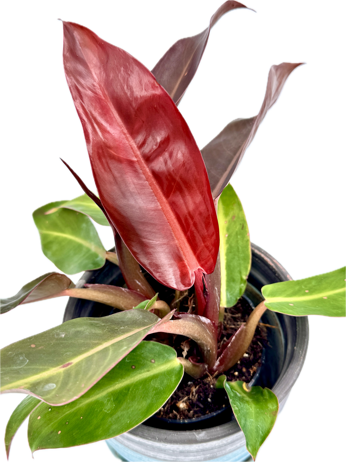 Philodendron Red Sun