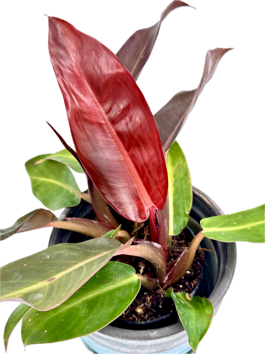 Philodendron Red Sun
