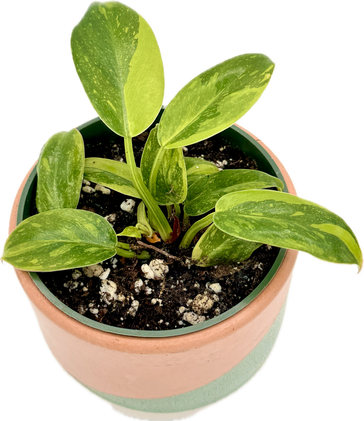 Philodendron Green Congo Nuclear Variegated