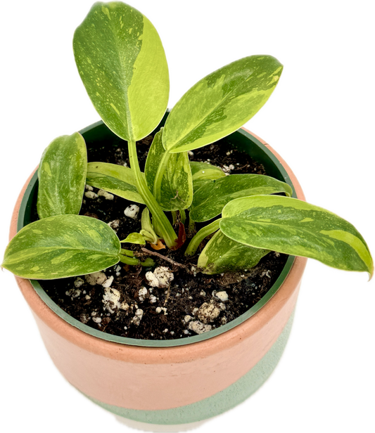 Philodendron Green Congo Nuclear Variegated