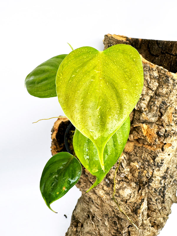 Terrarium Starters - Philodendron sp. “Iquitos sunset”