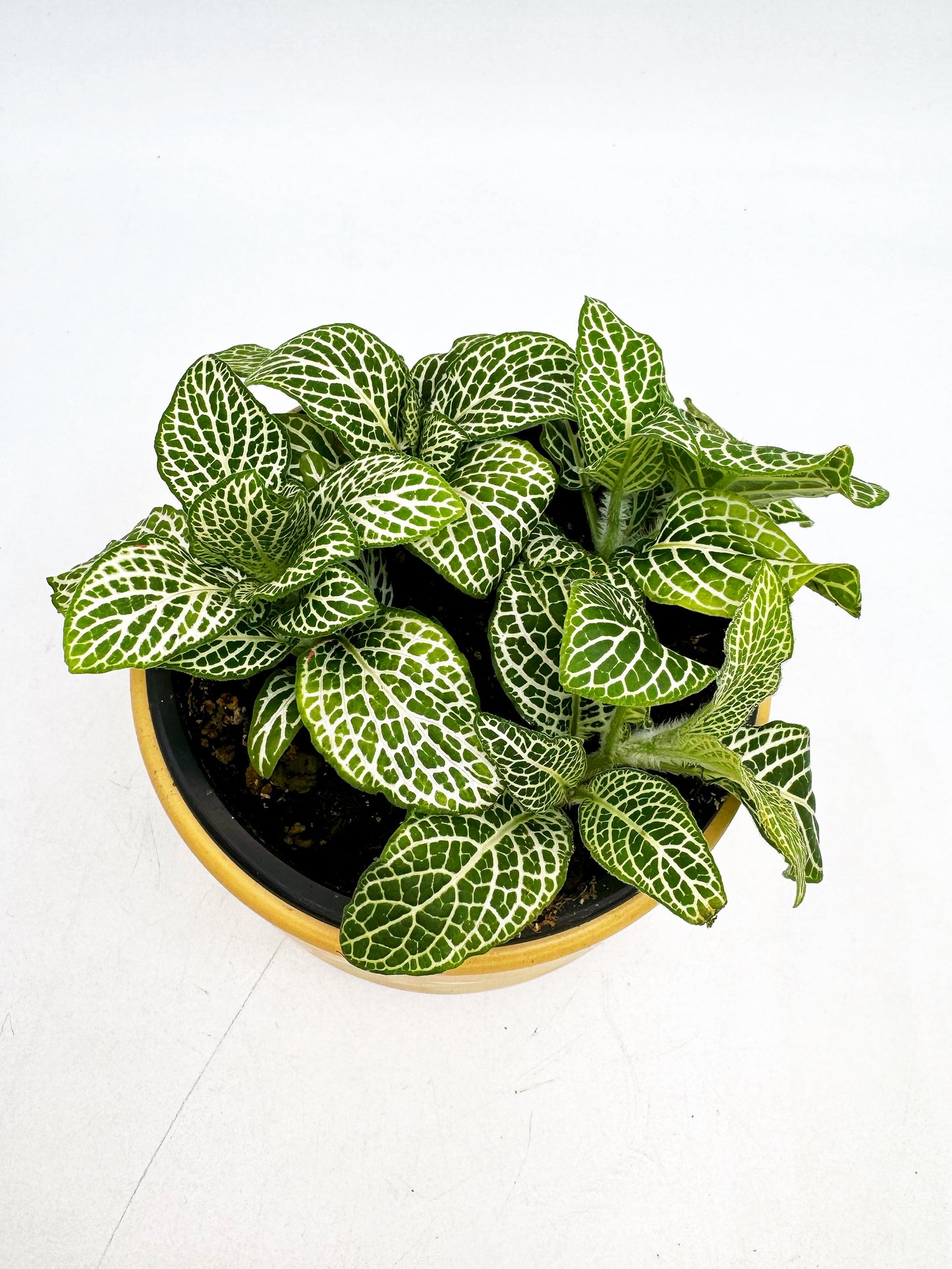 Fittonia Verschaffeltii "White"
