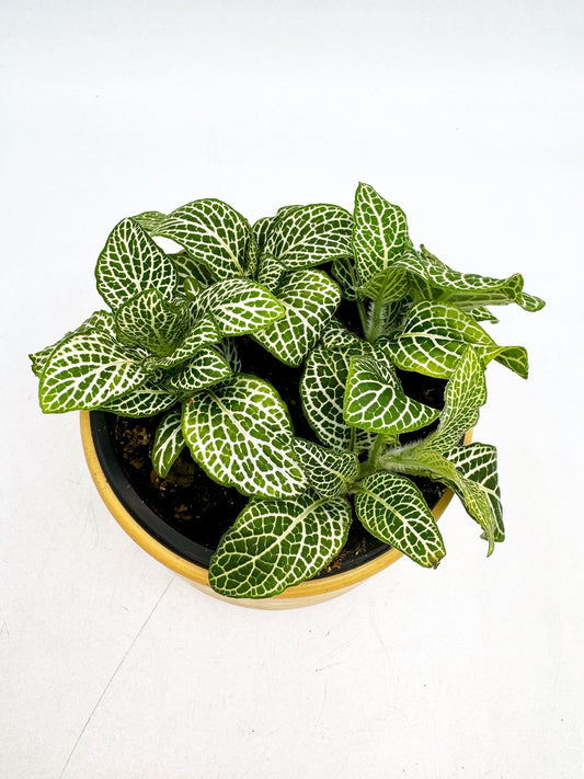 Fittonia Verschaffeltii "White"