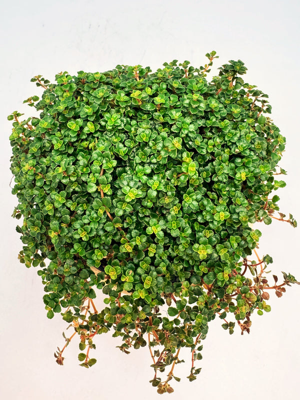 Pilea Depressa "Sao Paulo"