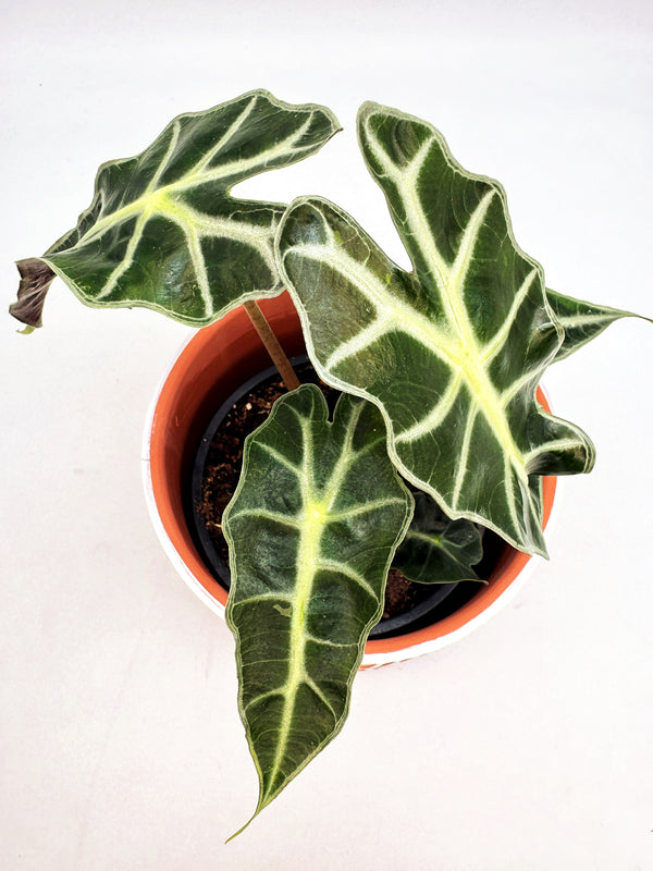 Alocasia African Mask